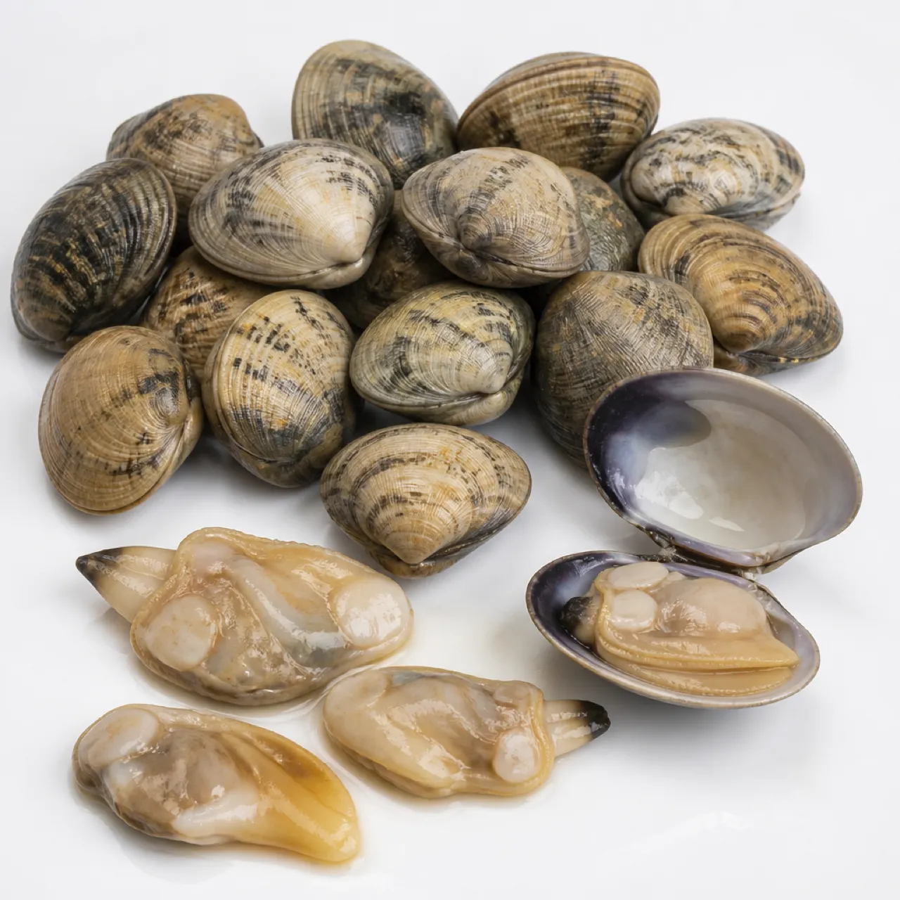 Clam