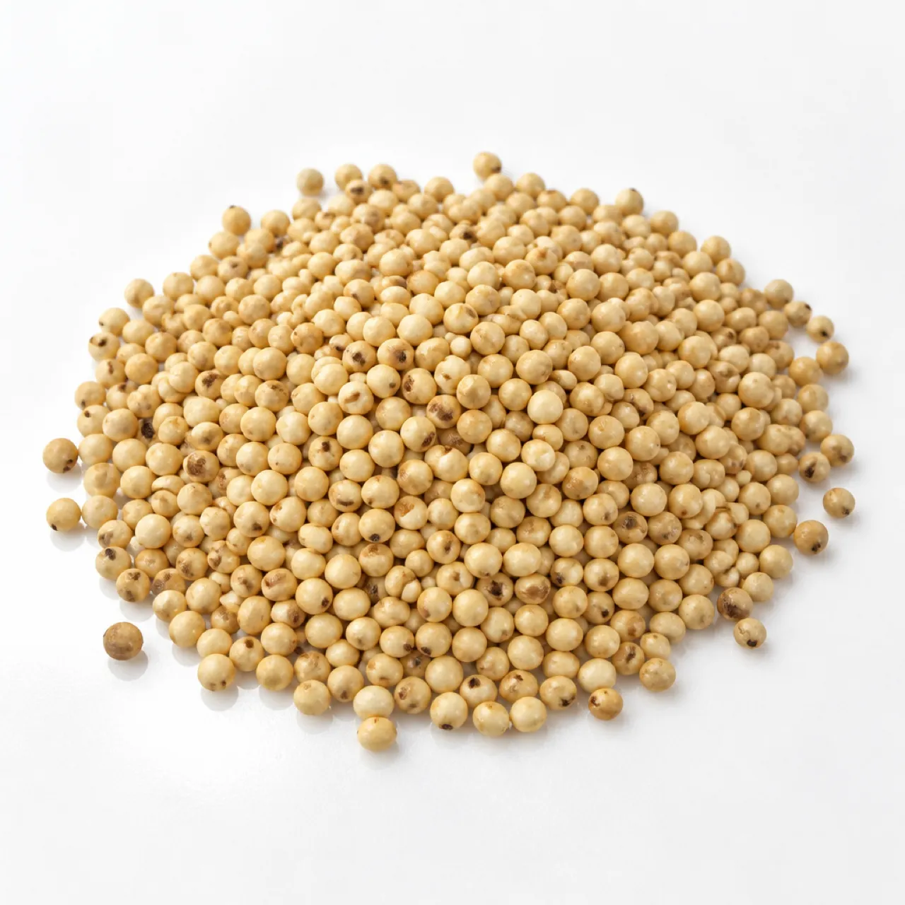 Sorghum